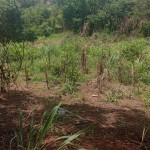 CHACARA - GLEDSEN - FOTO 1
